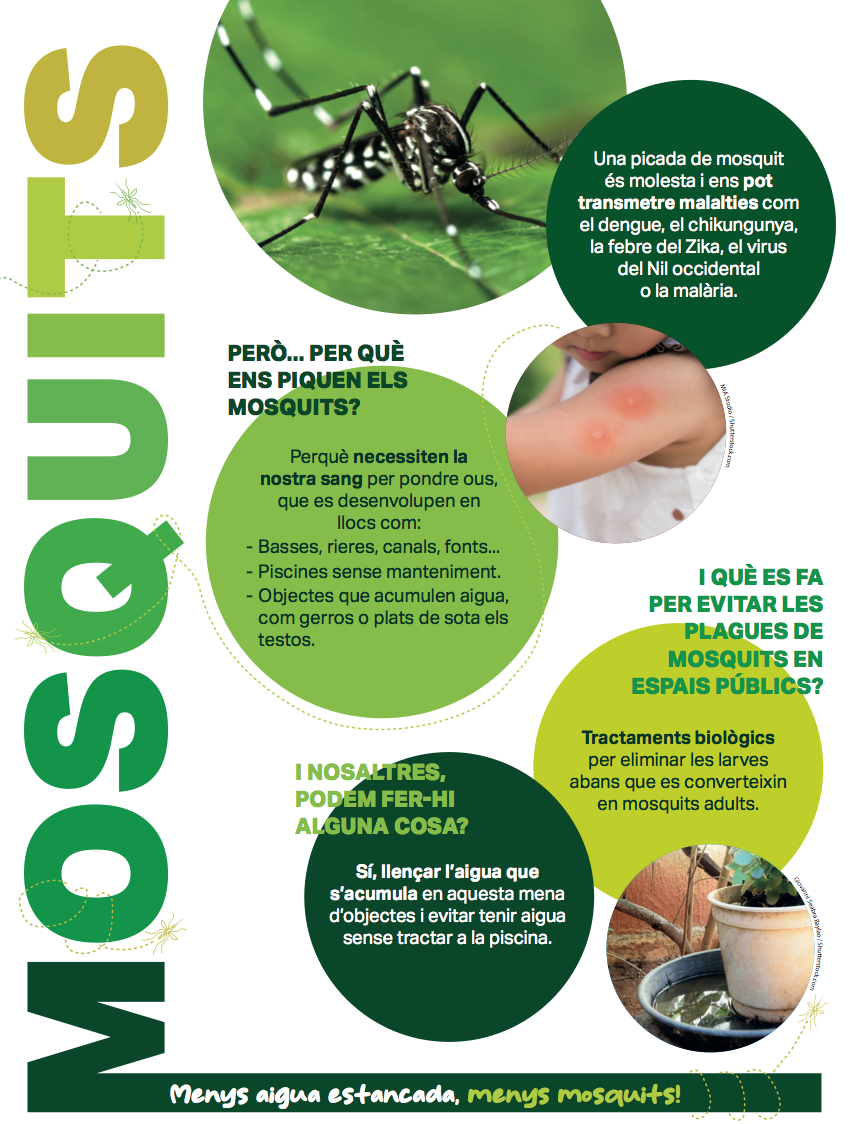 Mesures de prevenció per evitar la proliferació de mosquits aquest estiu