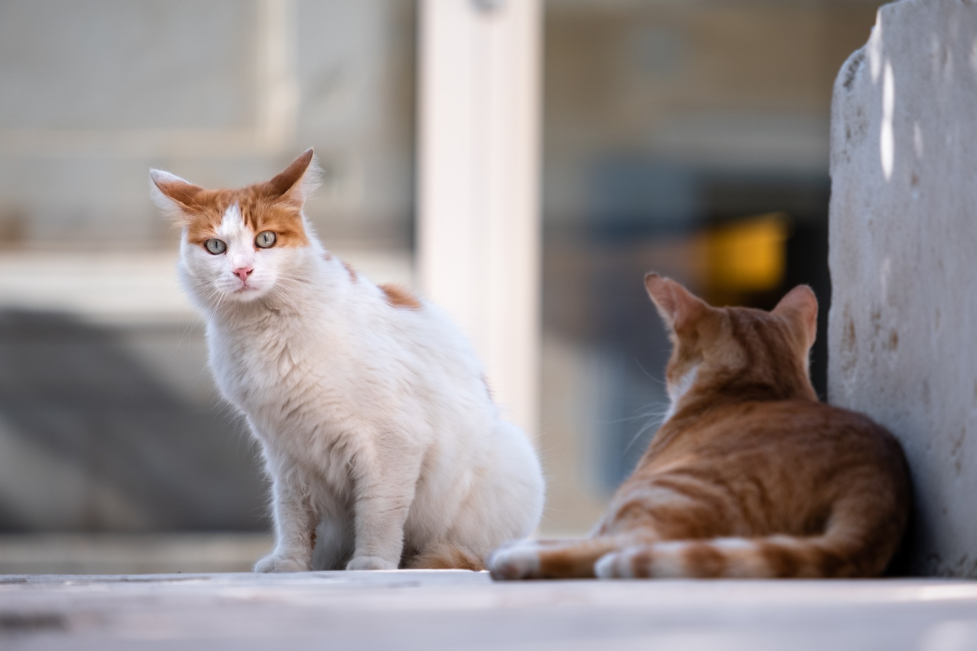 L'Ajuntament millora el control del cens de gats ferals i la seva salut