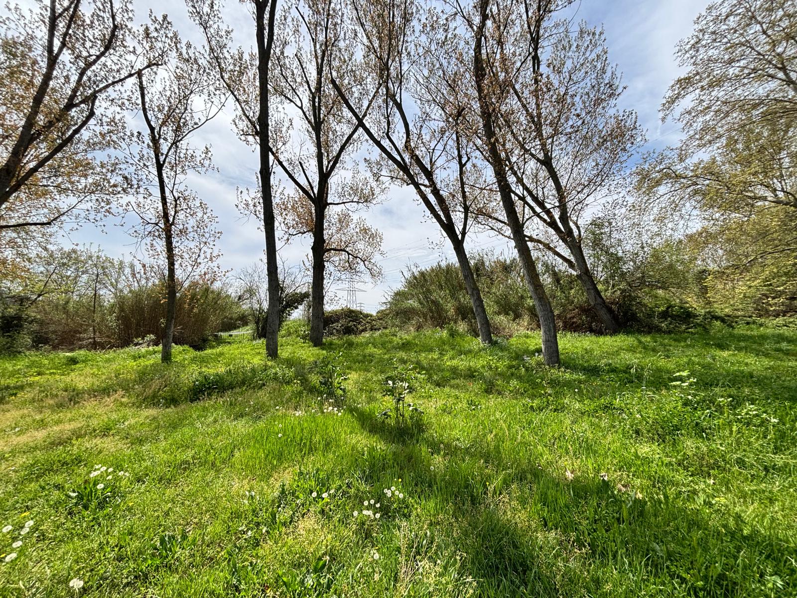 Tancat l'accés a la verneda del riu Mogent per risc de caiguda d'arbres