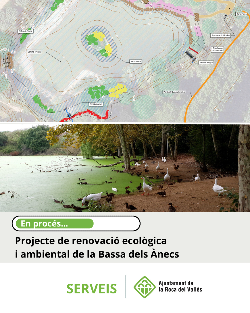 Avui comencen les obres de recuperació ecològica i ambiental de la Bassa dels ànecs