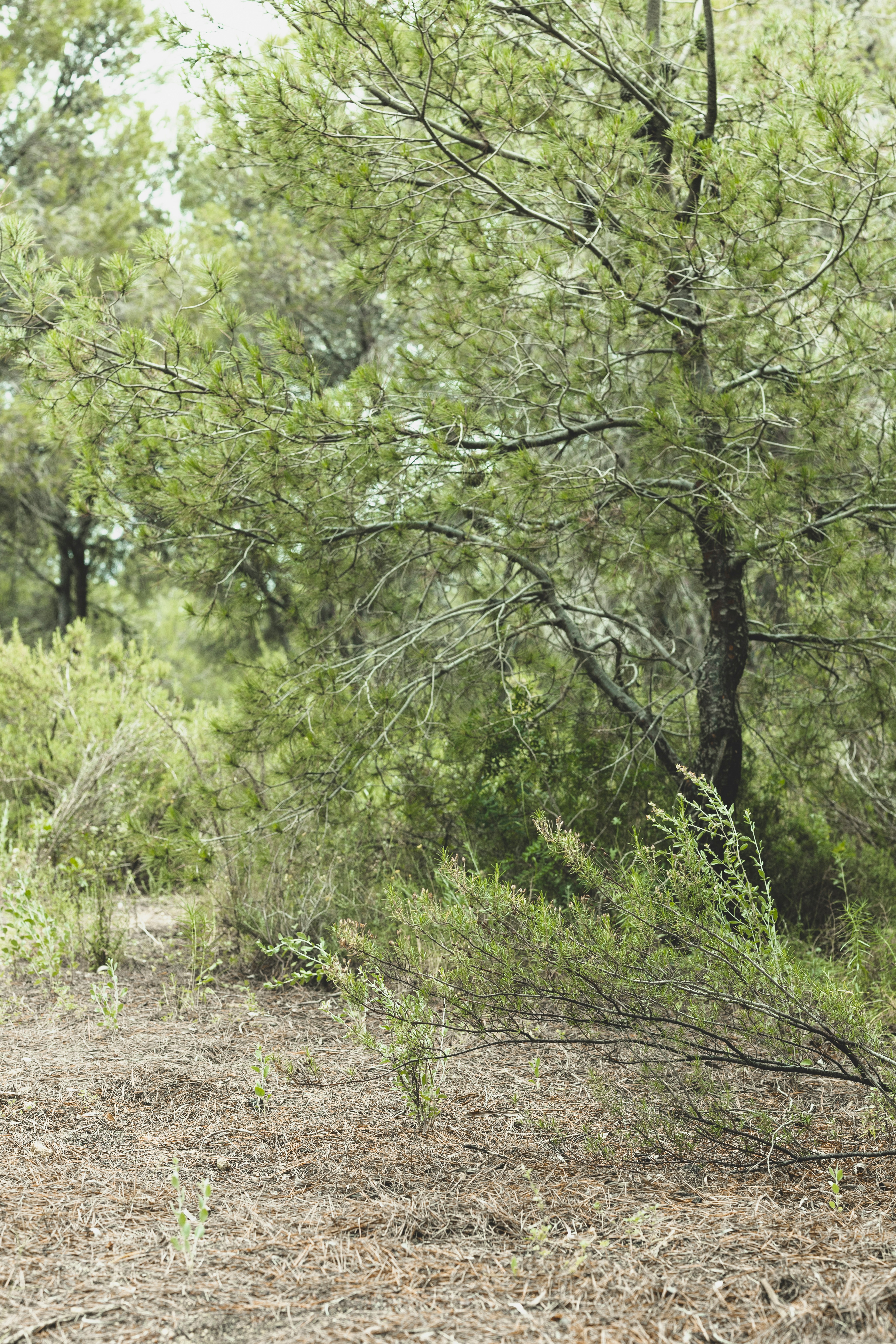 L'Ajuntament iniciarà el manteniment de les franges forestals de protecció el 23 de març